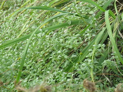 Lipochaeta integrifolia