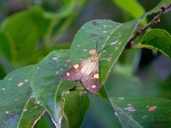 Phaeochlaena lampra