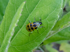 Diabrotica limitata