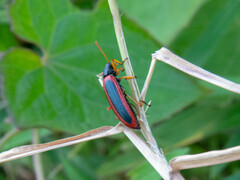 Strongylium limbatum