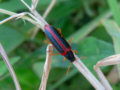 Strongylium limbatum