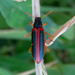 Strongylium limbatum