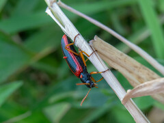 Strongylium limbatum