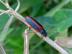 Strongylium limbatum