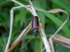 Strongylium limbatum