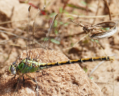 Ophiogomphus arizonicus