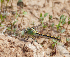 Ophiogomphus arizonicus