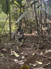 Tapirus bairdii