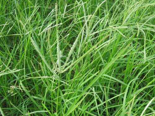 Eleusine indica observed 2022-11-20