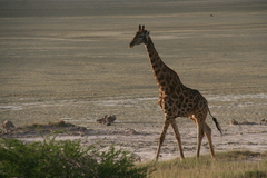 Giraffa camelopardalis