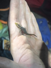 Sphaerodactylus grandisquamis