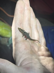 Sphaerodactylus grandisquamis