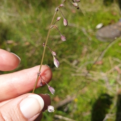 Arthropodium milleflorum