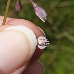 Arthropodium milleflorum