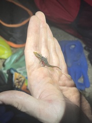 Sphaerodactylus grandisquamis