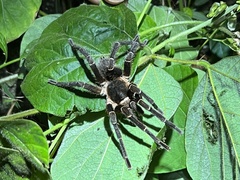 Cyrtopholis portoricae