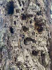 Odontotaenius disjunctus