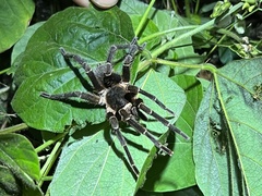 Cyrtopholis portoricae