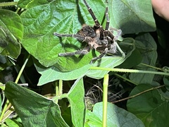 Cyrtopholis portoricae