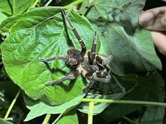 Cyrtopholis portoricae