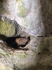 Eleutherodactylus coqui