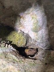 Eleutherodactylus coqui