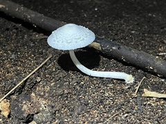Leucocoprinus