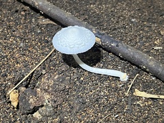 Leucocoprinus