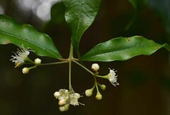 Syzygium anisatum