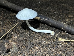Leucocoprinus