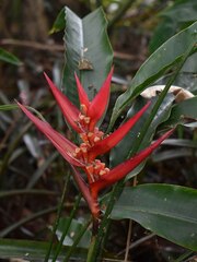 Heliconia acuminata