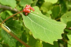Harmandiola globuli