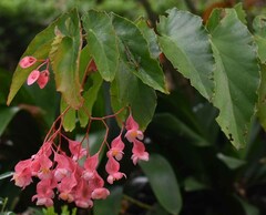 Begonia coccinea