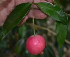 Syzygium boonjee