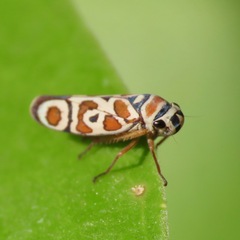 Agrosoma
