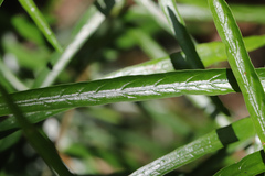 Atractocarpus chartaceus