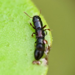 Osoriinae