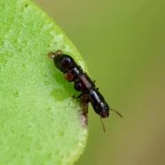 Osoriinae