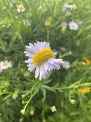 Symphyotrichum novi-belgii