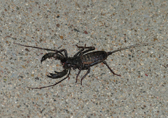 Mastigoproctus