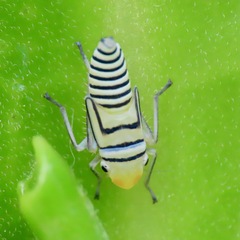 Agrosoma
