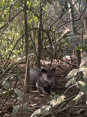 Tapirus bairdii