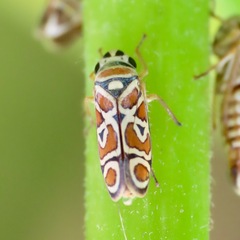 Agrosoma