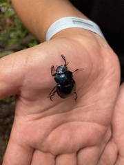 Deltochilum mexicanum