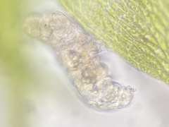 Tardigrada