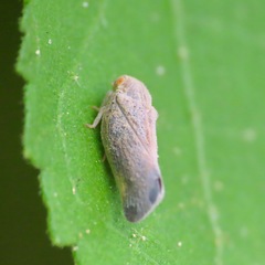 Metcalfa
