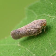 Metcalfa