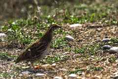 Coturnix coturnix