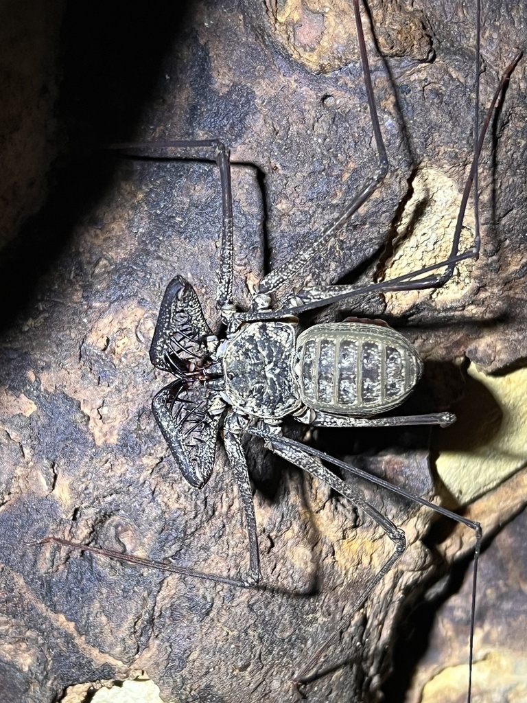 Phrynus longipes
