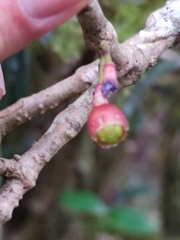 Syzygium cumini